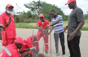 Commune d’Abobo: Cadre de vie / Pose de grilles autour des arbres Ghaf.